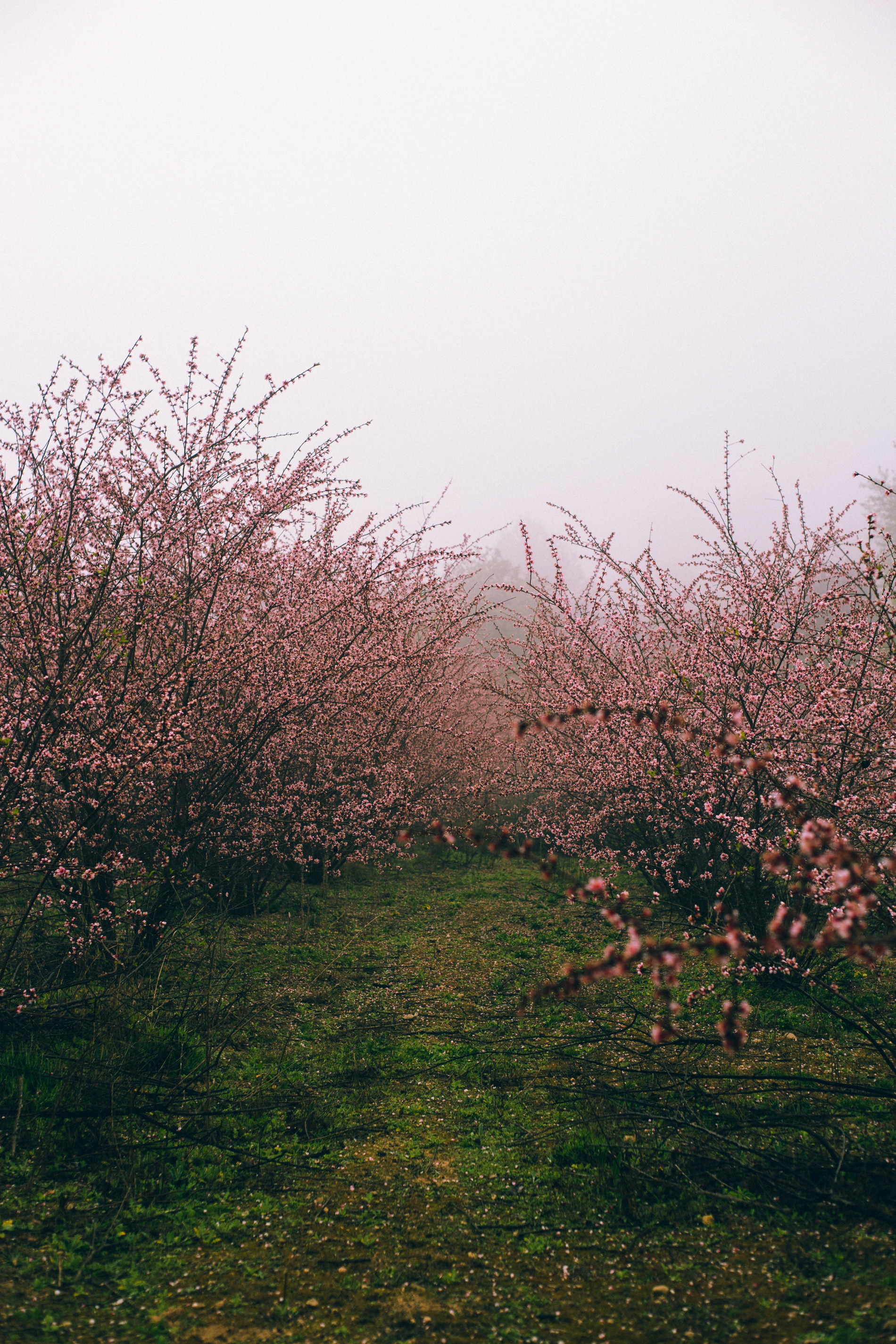 Миндальные сады